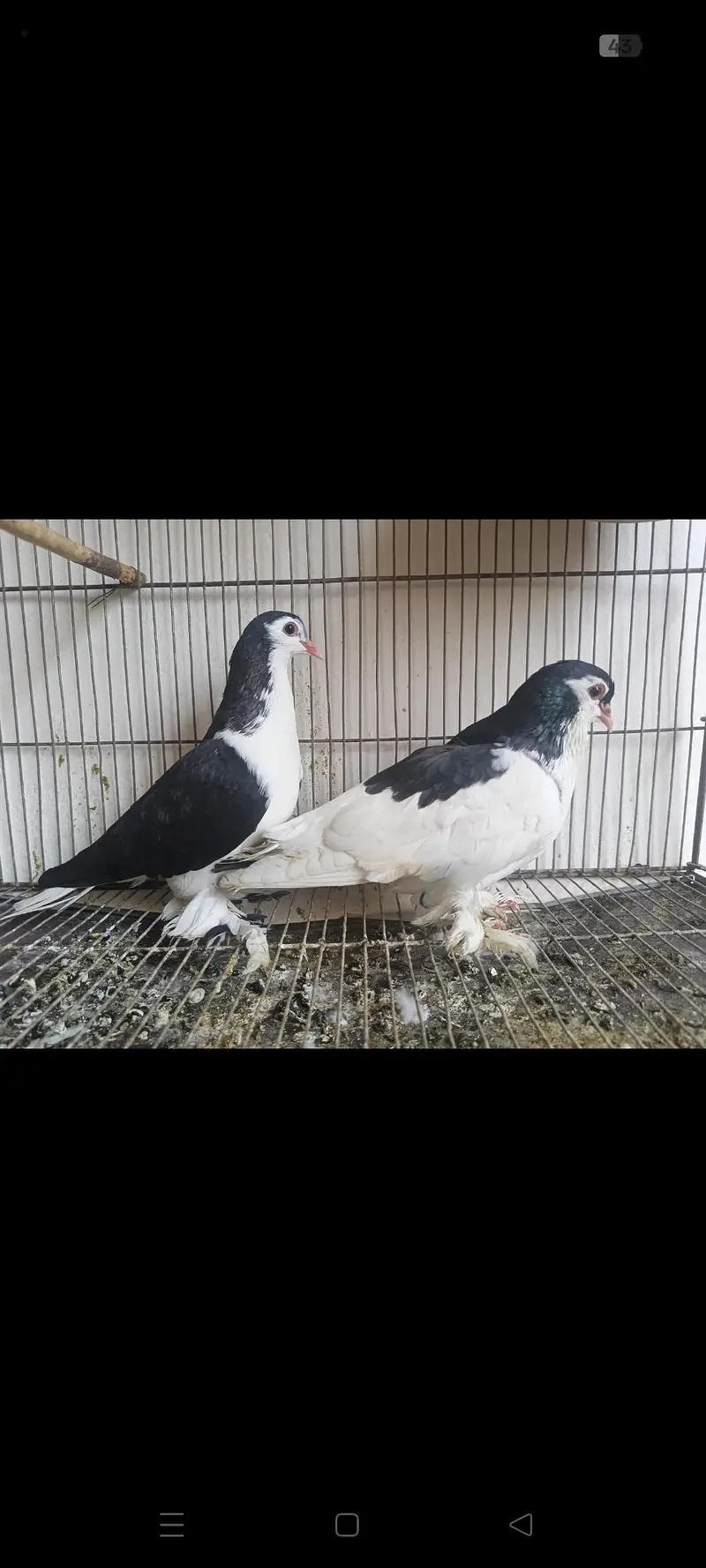 breeder pair for sale — photo 3