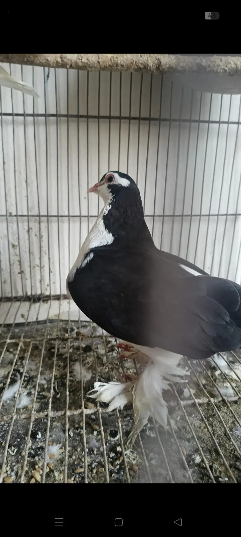 breeder pair for sale — photo 4