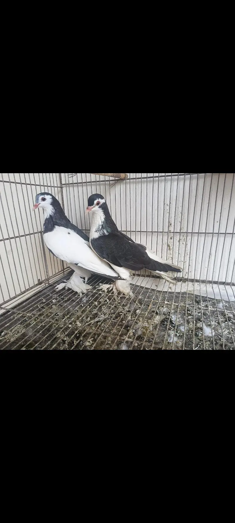 breeder pair for sale — photo 5