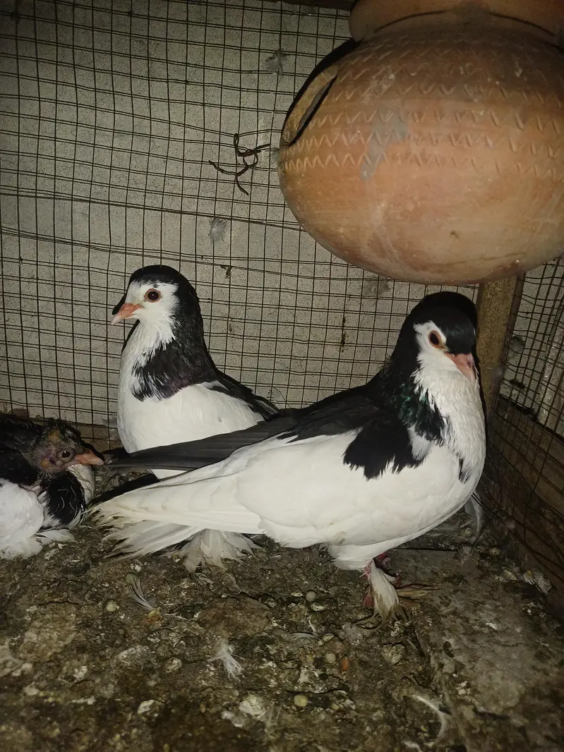 breeder pair for sale — photo 6