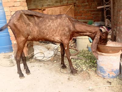 nagri bakri for sale