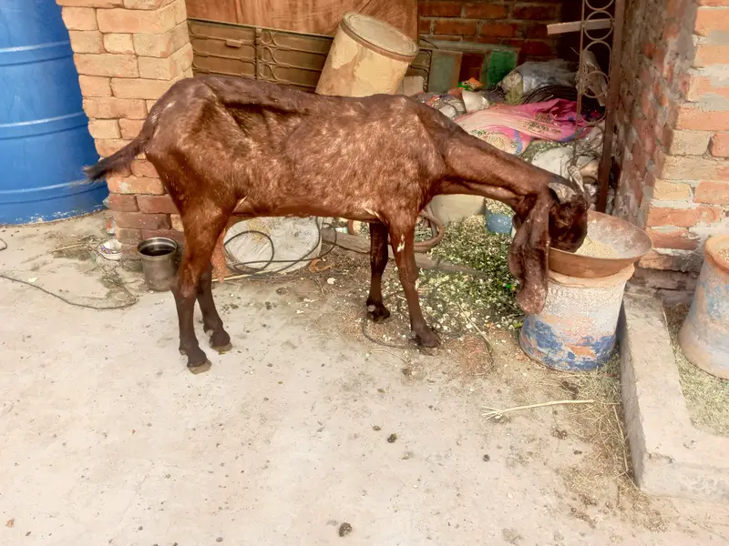 nagri bakri for sale — photo 2