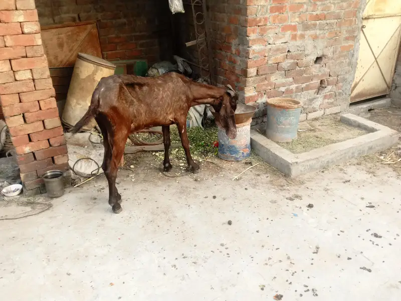 nagri bakri for sale — photo 3