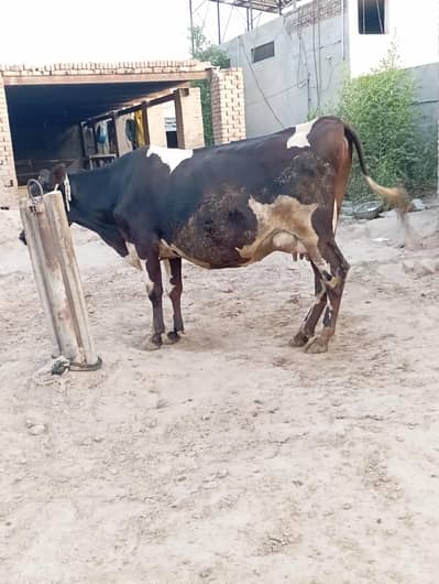cow for sale 8.5 month gabban  18kg milk record