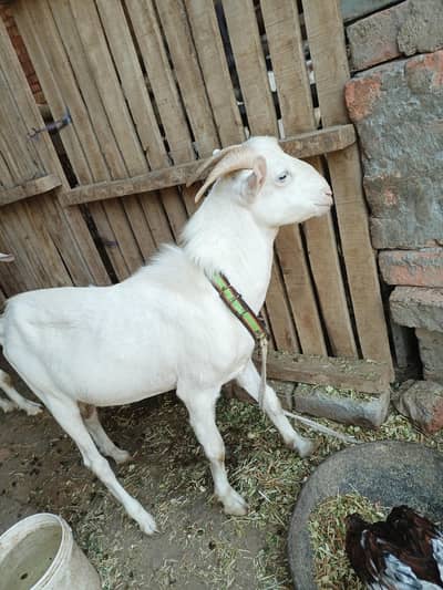 white gulabi teddy Male