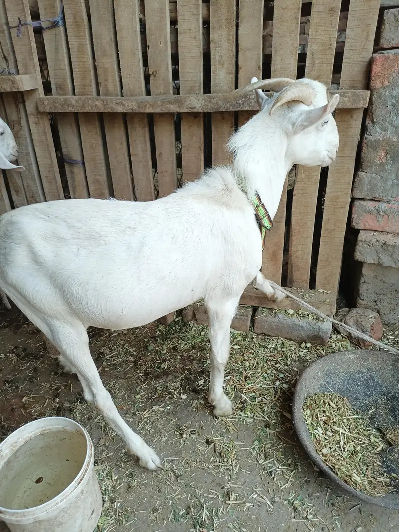 white gulabi teddy Male — photo 2