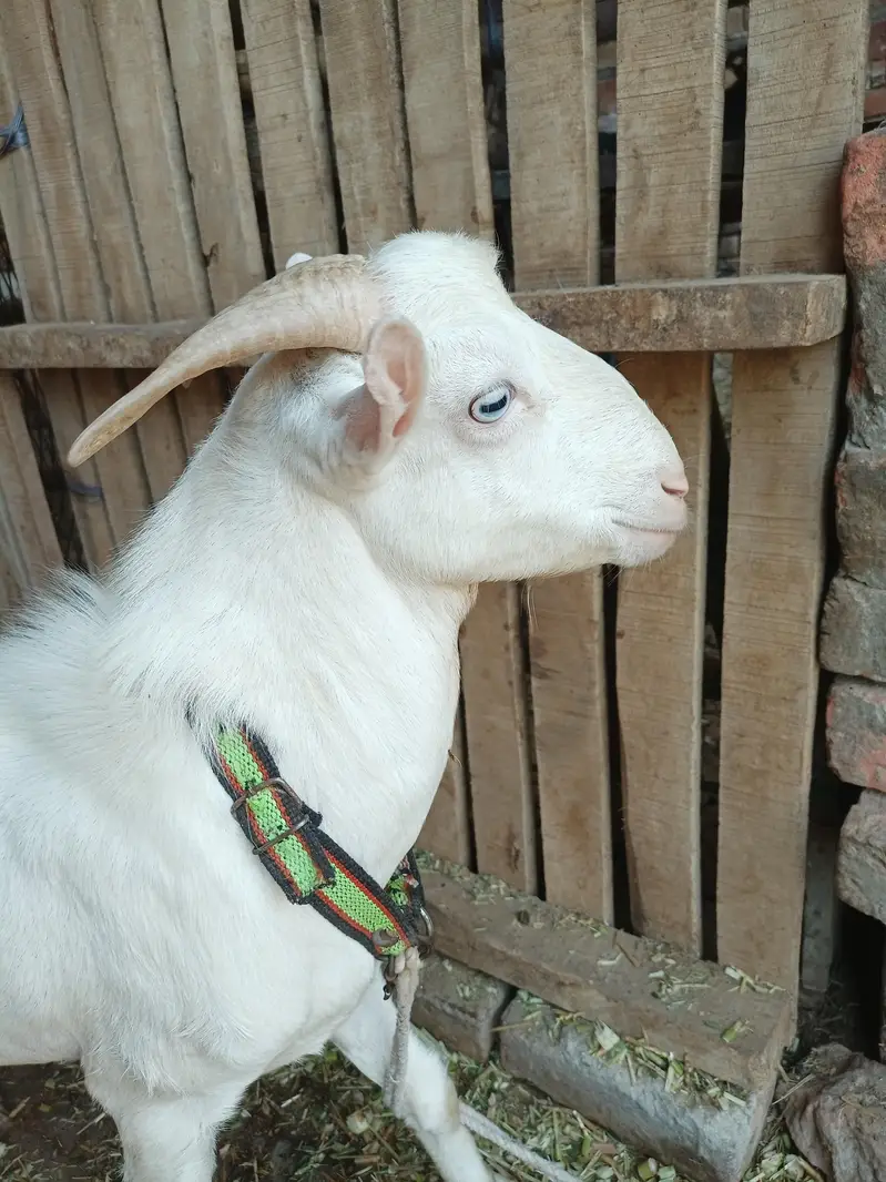 white gulabi teddy Male — photo 3