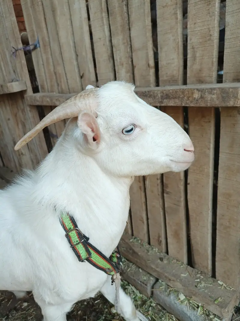 white gulabi teddy Male — photo 4