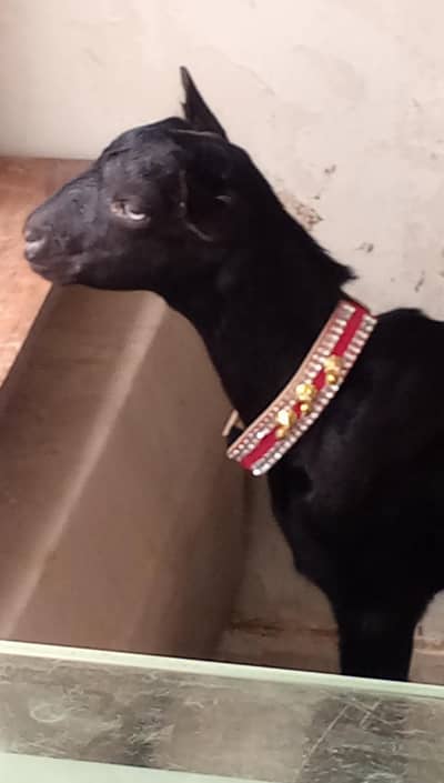 taddy Bakra