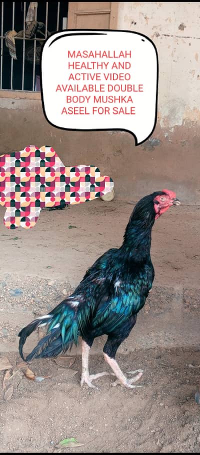 Aseels and misri and fancy hens for sale