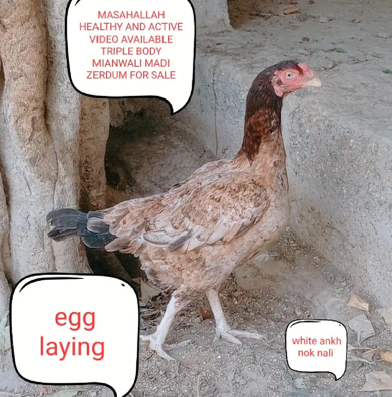 Aseels and misri and fancy hens for sale — photo 2