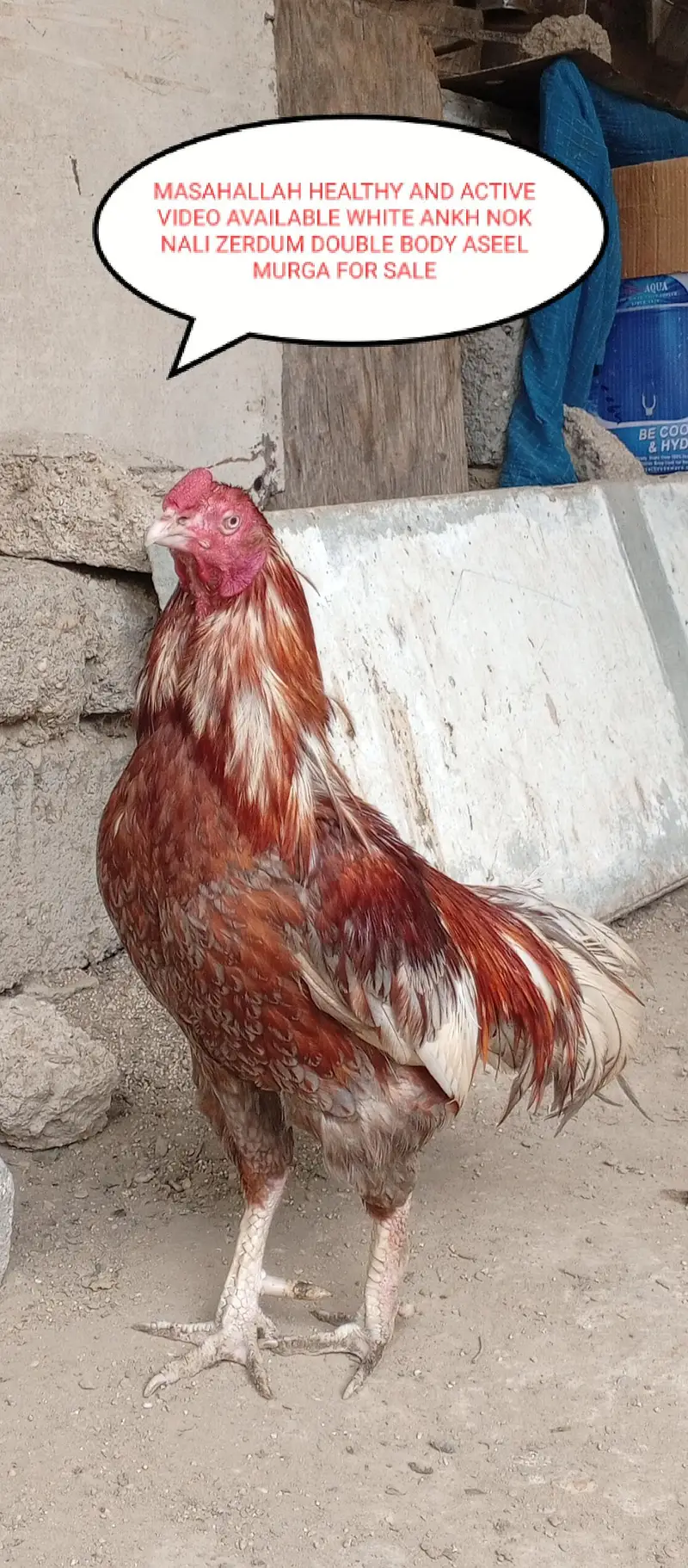 Aseels and misri and fancy hens for sale — photo 3