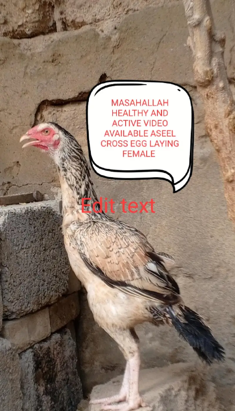 Aseels and misri and fancy hens for sale — photo 4