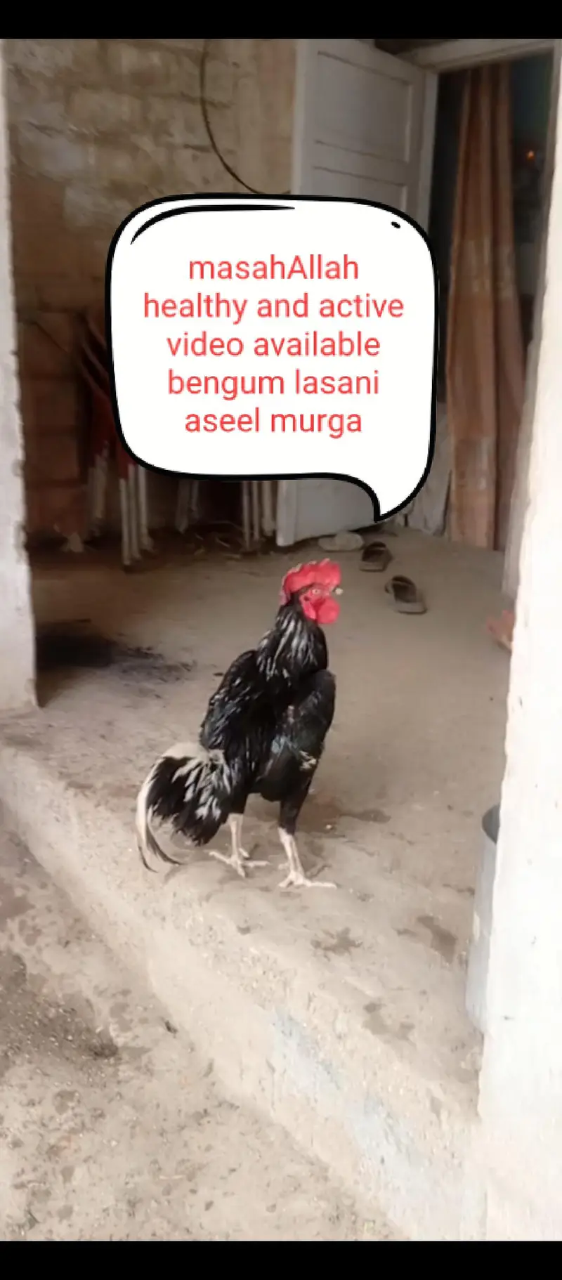 Aseels and misri and fancy hens for sale — photo 5