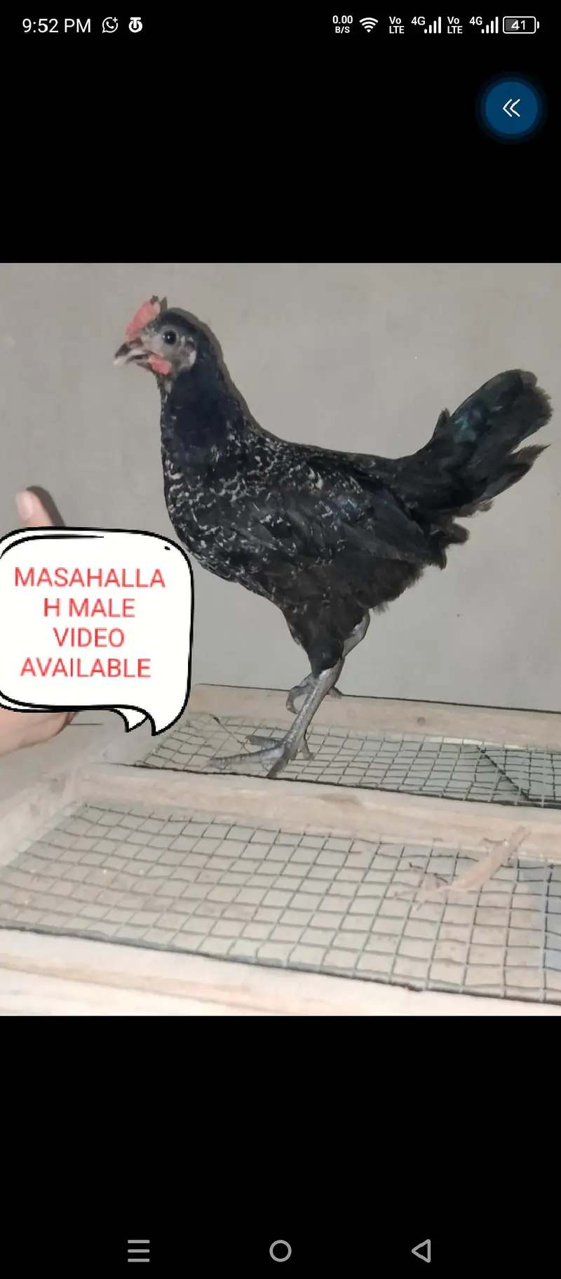 Aseels and misri and fancy hens for sale — photo 6