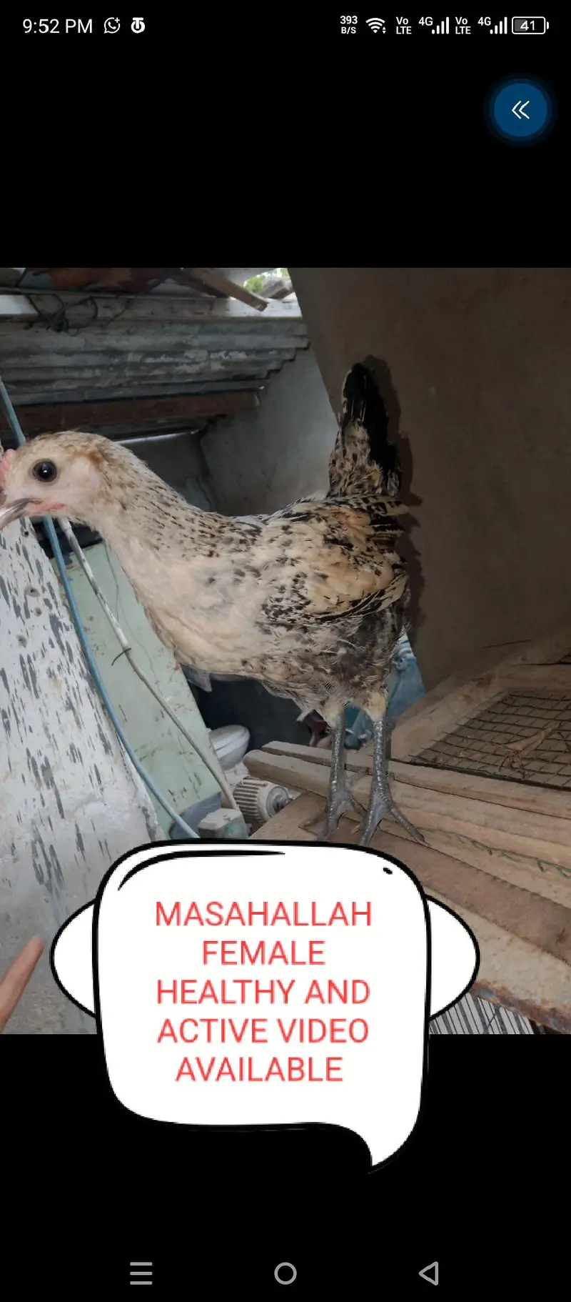 Aseels and misri and fancy hens for sale — photo 7