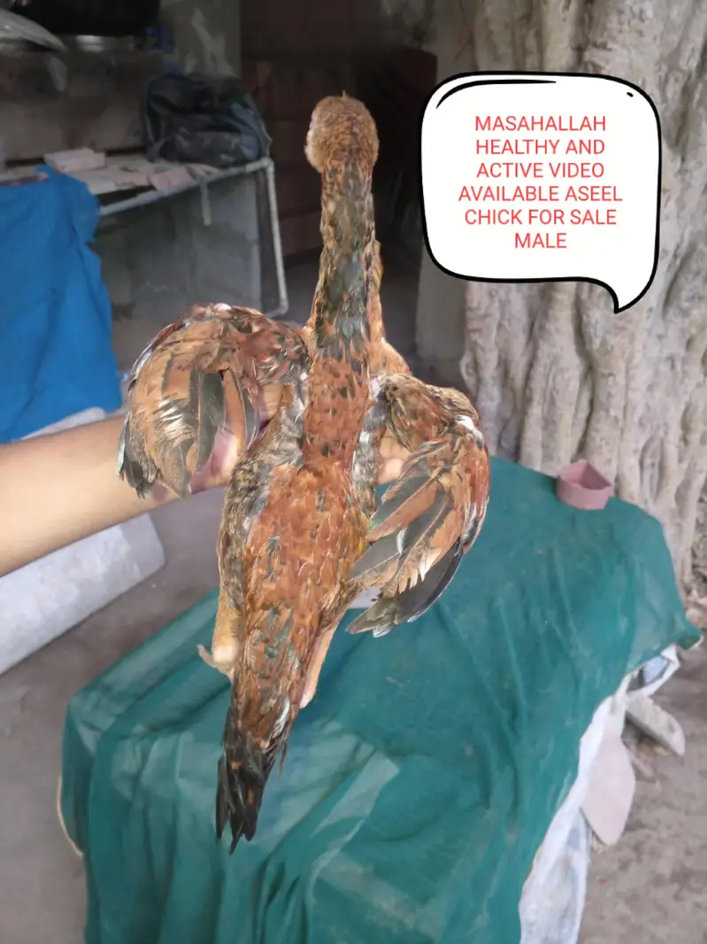 Aseels and misri and fancy hens for sale — photo 8