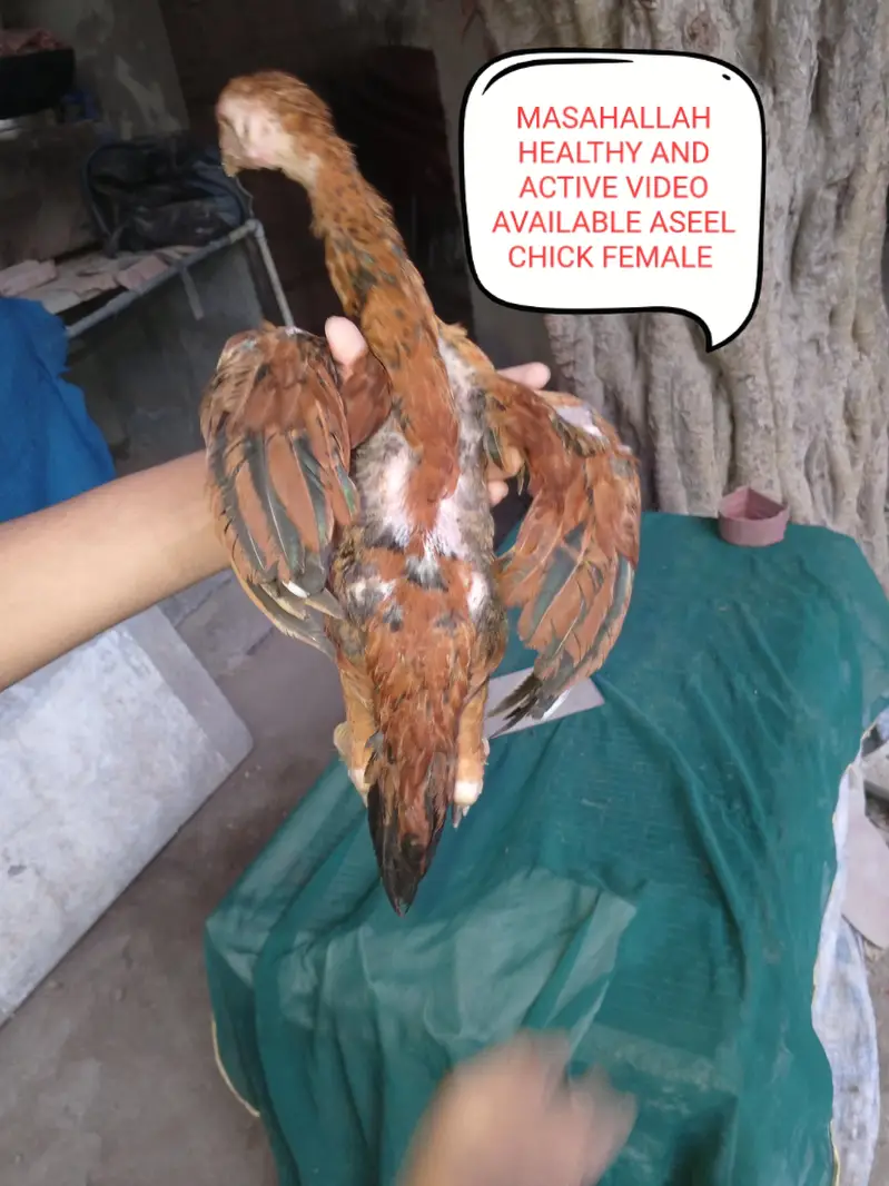 Aseels and misri and fancy hens for sale — photo 9