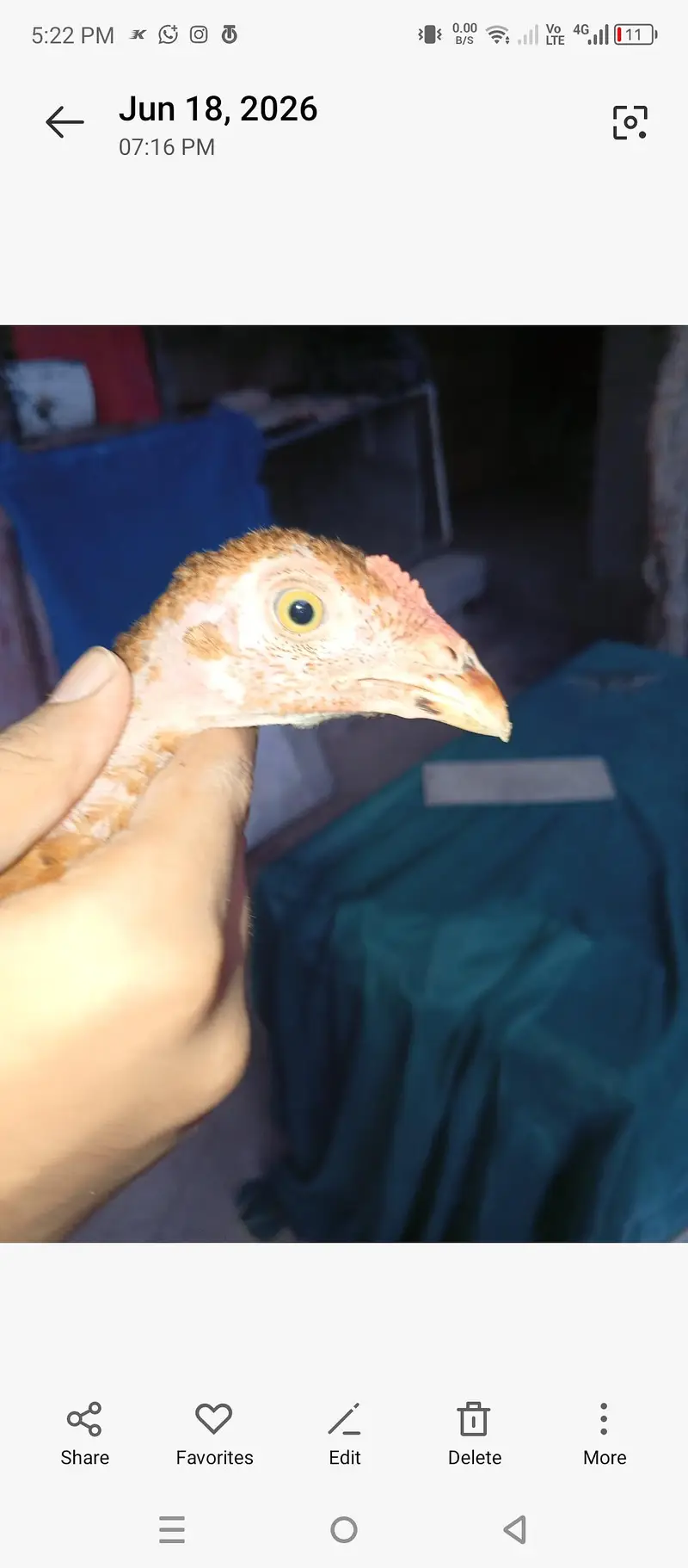 Aseels and misri and fancy hens for sale — photo 10