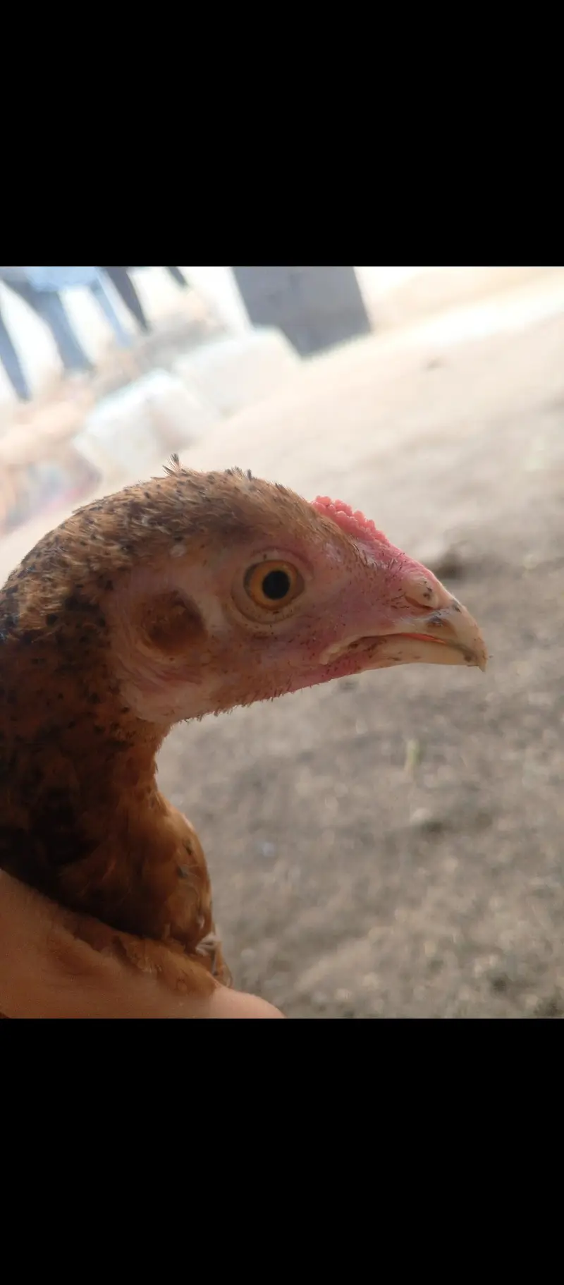 Aseels and misri and fancy hens for sale — photo 11