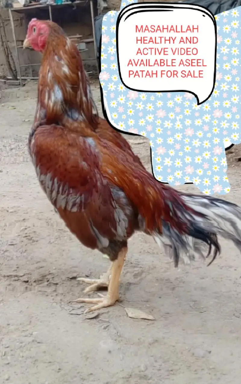 Aseels and misri and fancy hens for sale — photo 12