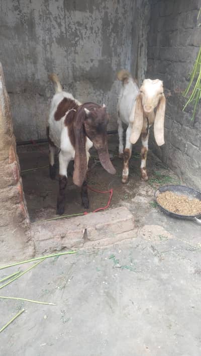 jamni gulabi kamori Nasal 2 male 1 male price 25k 2 male 45k