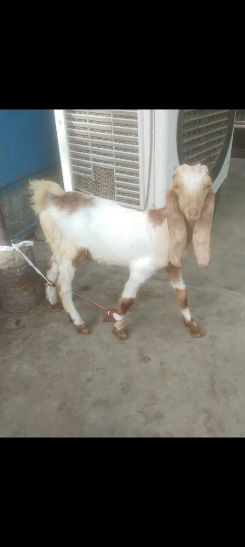 jamni gulabi kamori Nasal 2 male 1 male price 21k 2 male 40k — photo 2