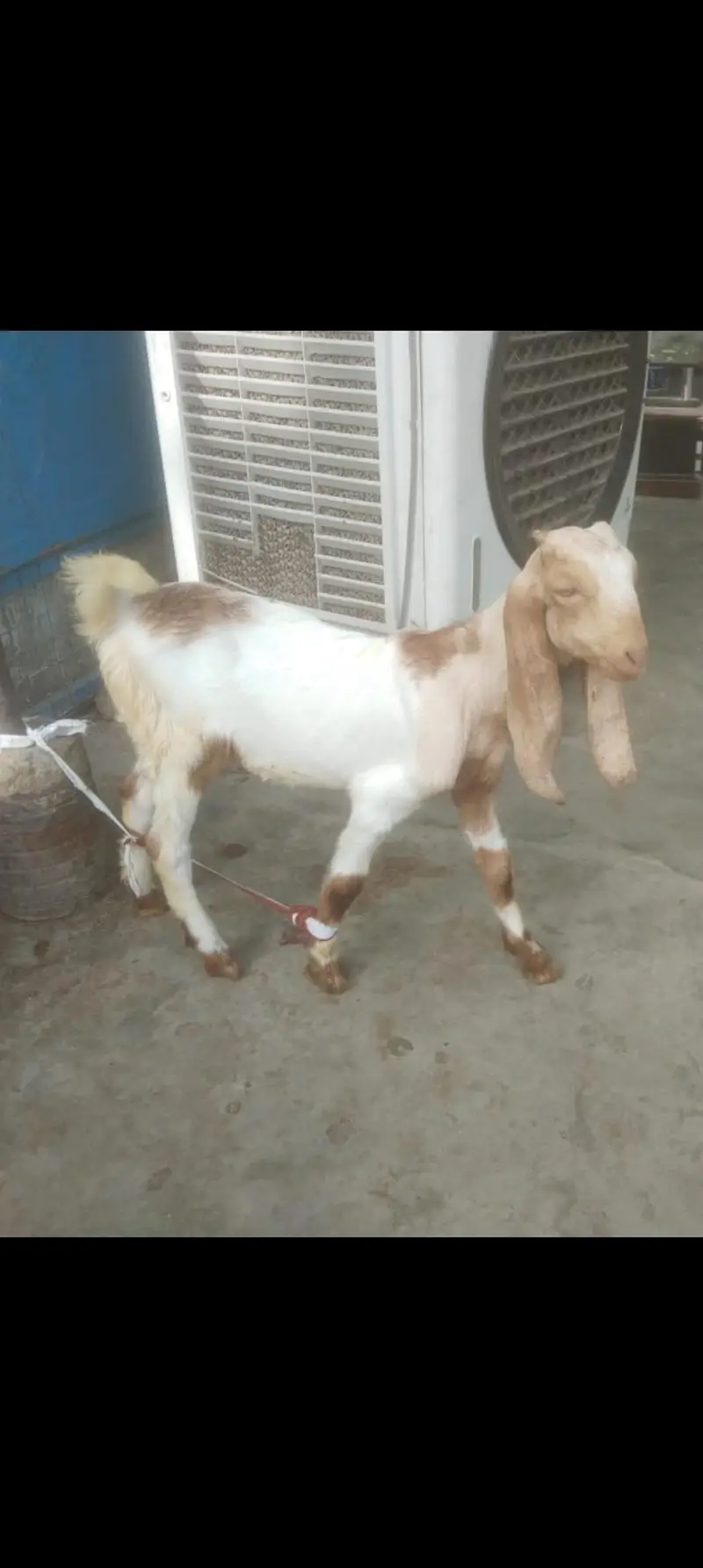 jamni gulabi kamori Nasal 2 male 1 male price 21k 2 male 40k — photo 3