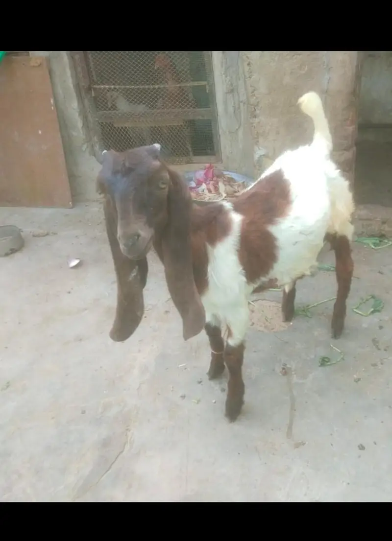 jamni gulabi kamori Nasal 2 male 1 male price 21k 2 male 40k — photo 4