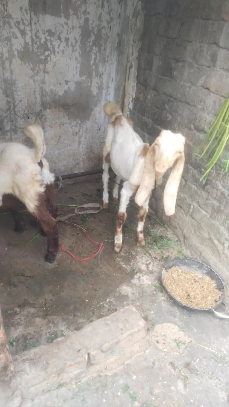 jamni gulabi kamori Nasal 2 male 1 male price 21k 2 male 40k — photo 6