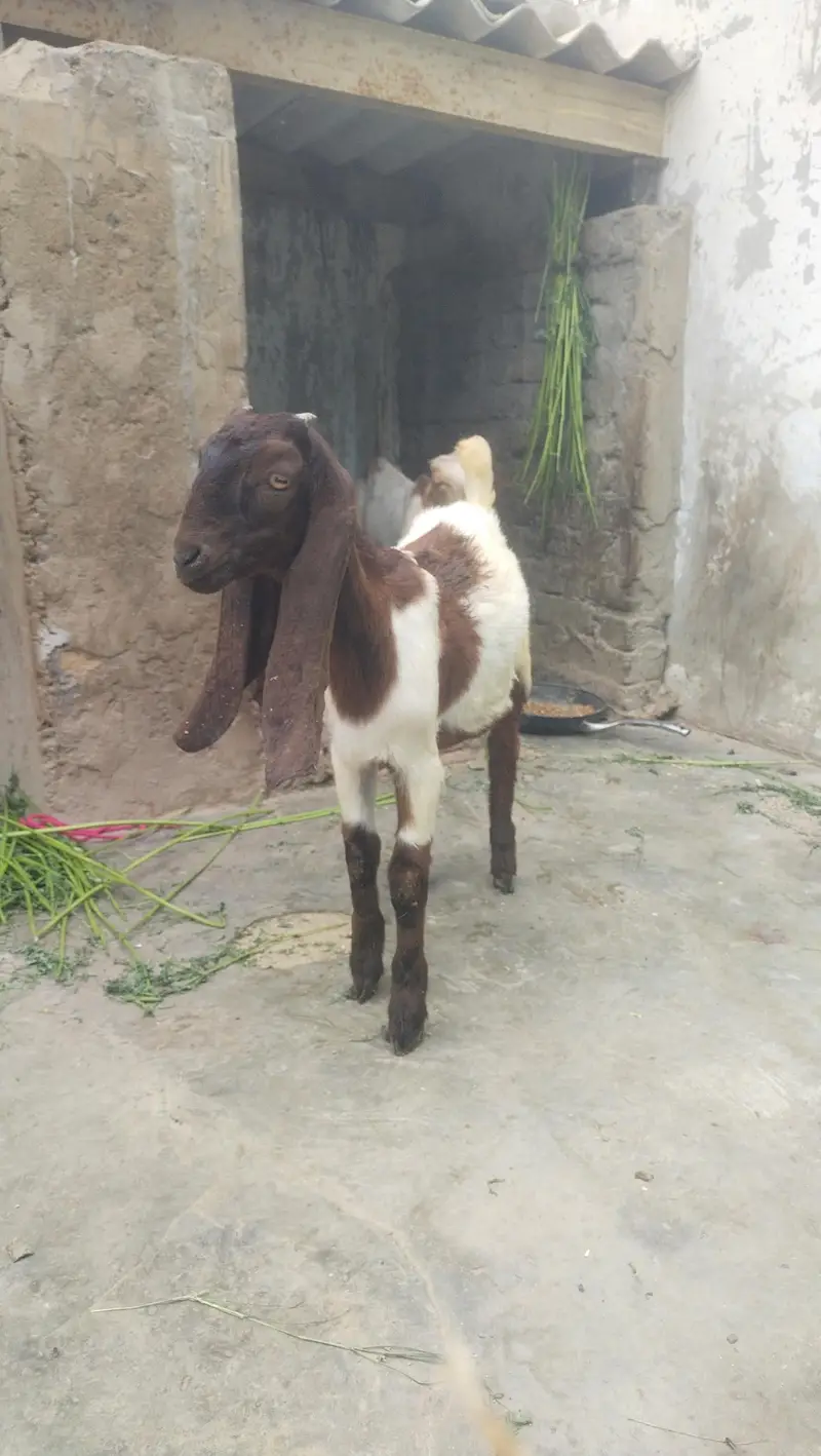 jamni gulabi kamori Nasal 2 male 1 male price 21k 2 male 40k — photo 7