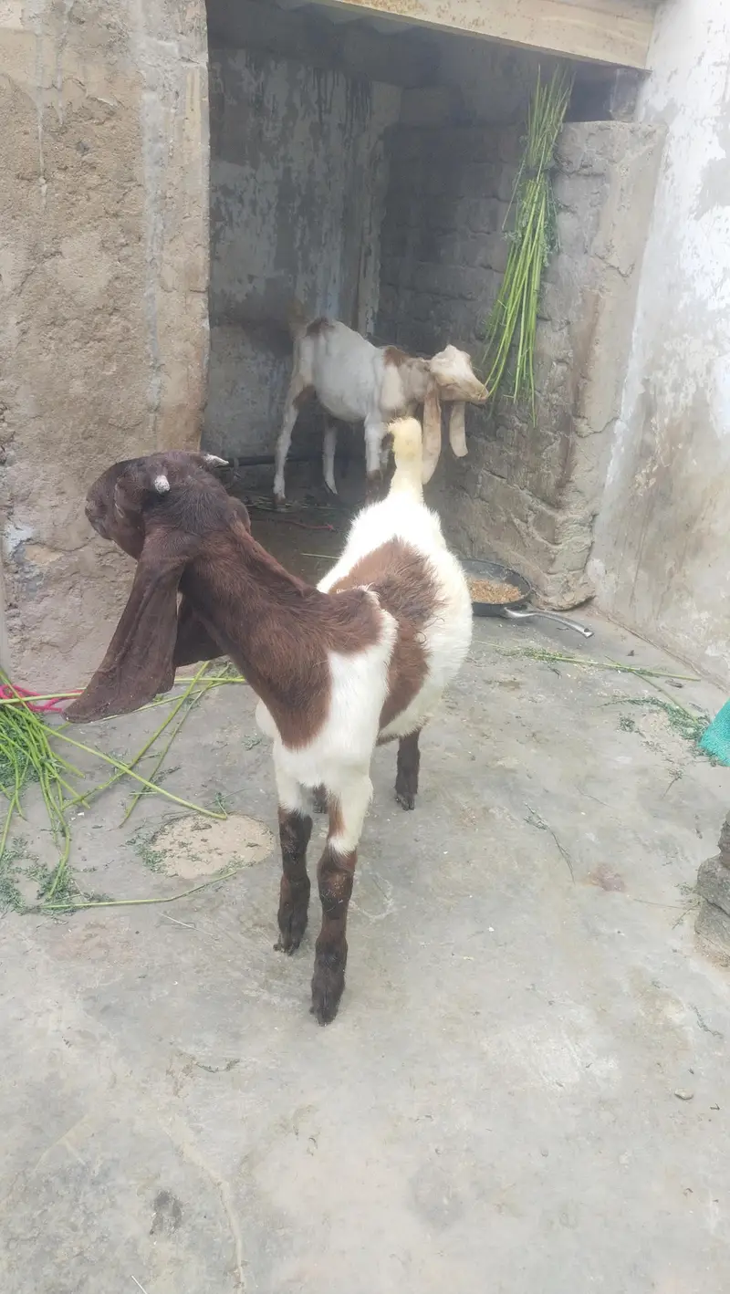 jamni gulabi kamori Nasal 2 male 1 male price 21k 2 male 40k — photo 8