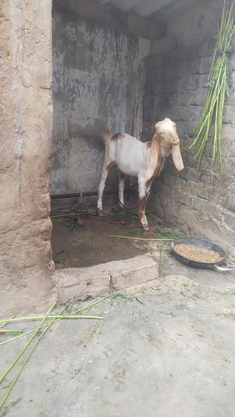 jamni gulabi kamori Nasal 2 male 1 male price 21k 2 male 40k — photo 9