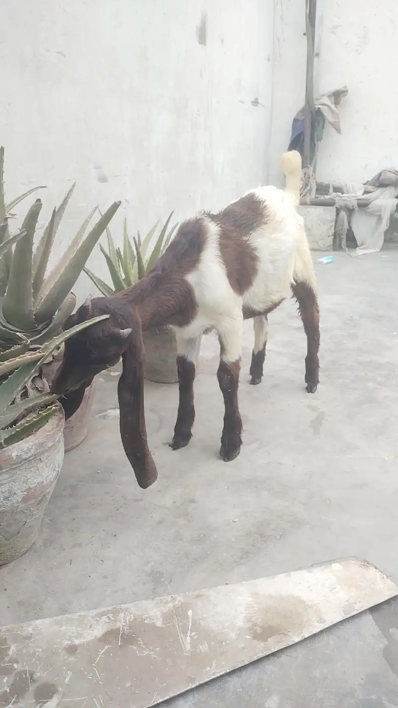 jamni gulabi kamori Nasal 2 male 1 male price 21k 2 male 40k — photo 10