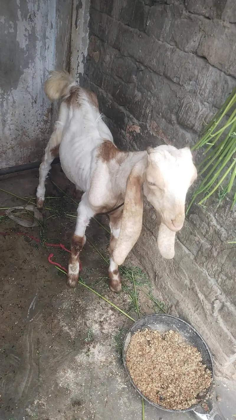 jamni gulabi kamori Nasal 2 male 1 male price 21k 2 male 40k — photo 11