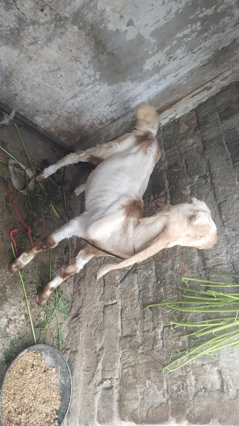 jamni gulabi kamori Nasal 2 male 1 male price 21k 2 male 40k — photo 12