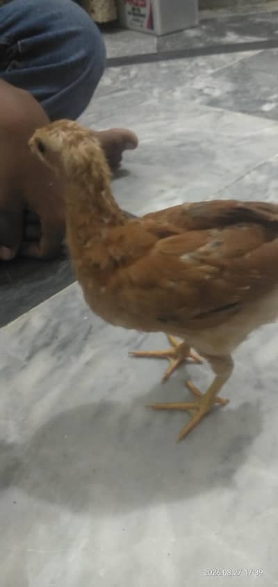 Chicks for sale in Lahore