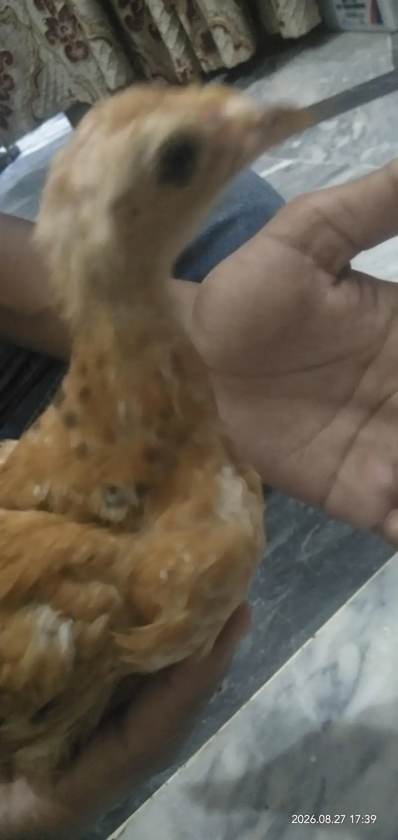 Chicks for sale in Lahore — photo 2