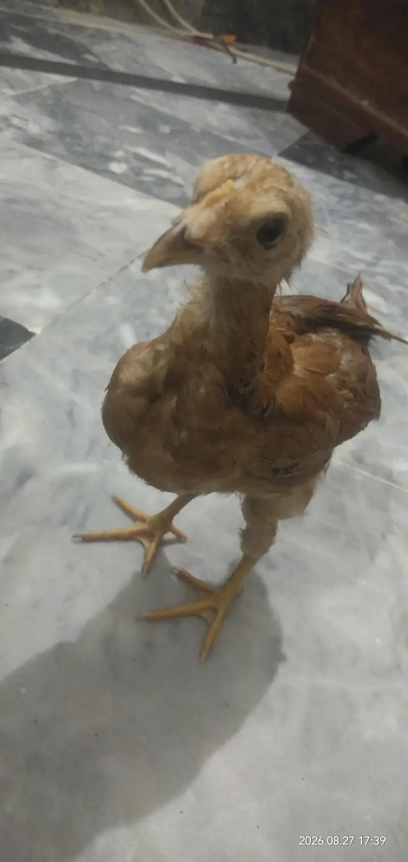 Chicks for sale in Lahore — photo 3