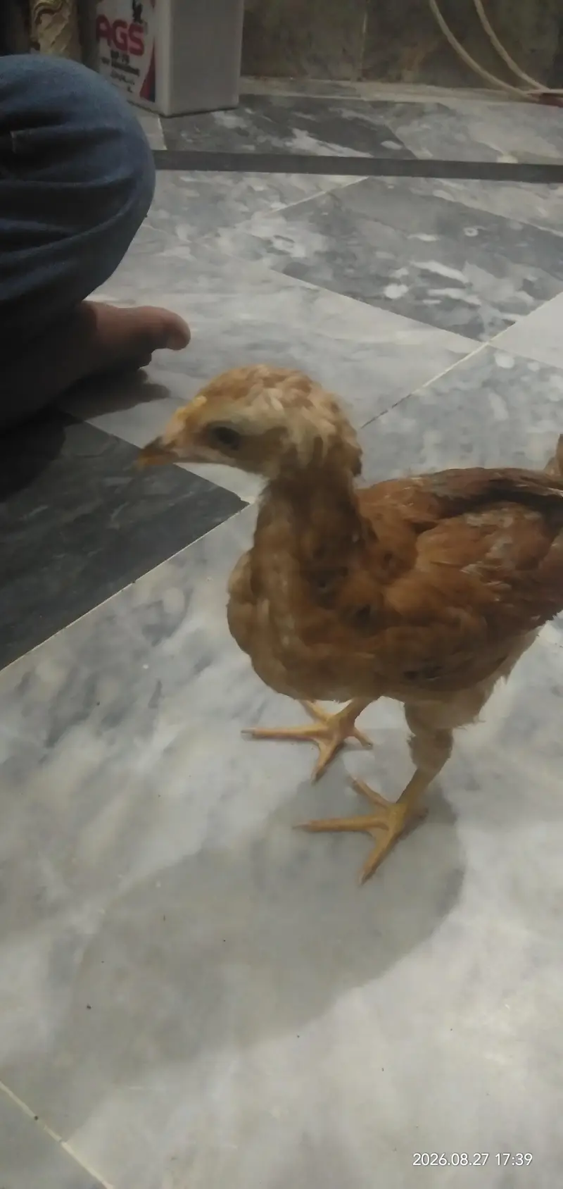 Chicks for sale in Lahore — photo 4