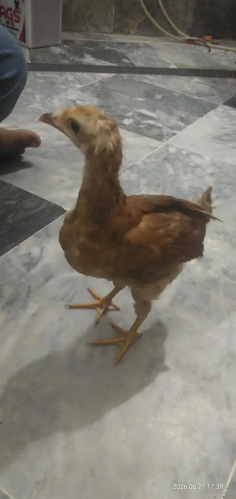 Chicks for sale in Lahore — photo 5