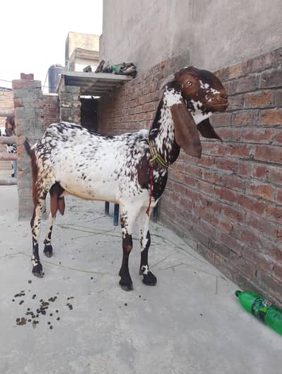 Pure Makhi Cheeni Bakri Doodh wali