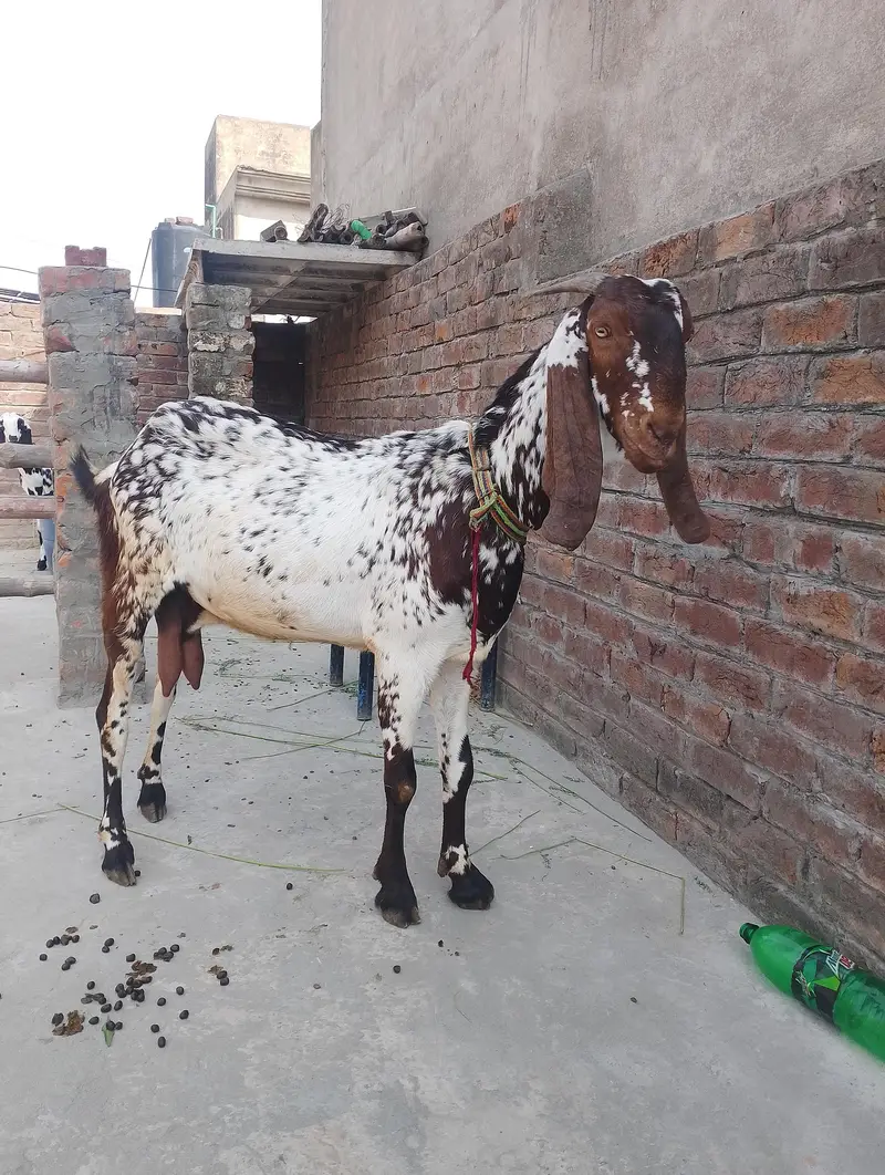 Pure Makhi Cheeni Bakri Doodh wali — photo 2
