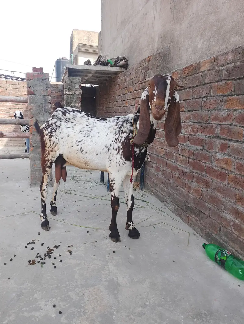 Pure Makhi Cheeni Bakri Doodh wali — photo 3