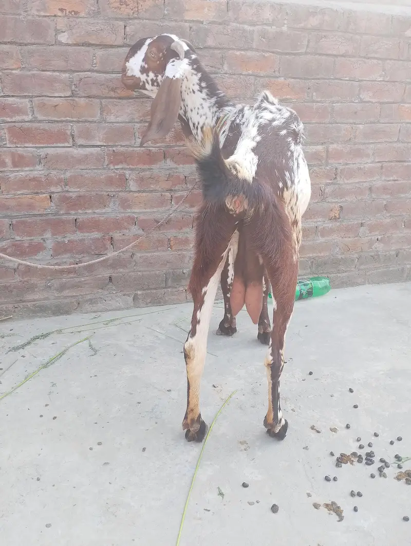 Pure Makhi Cheeni Bakri Doodh wali — photo 4