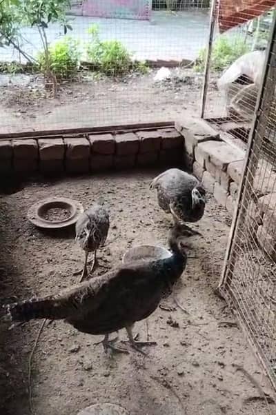 3 Peacock chicks indian blue Shoulder mor bachy