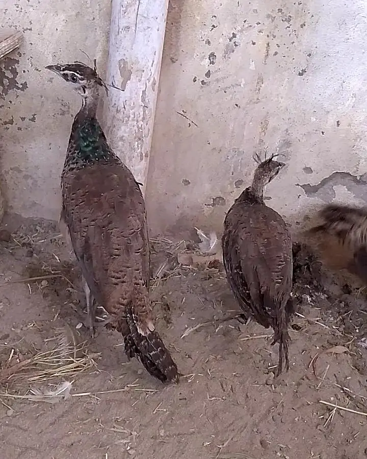 3 Peacock chicks indian blue Shoulder mor bachy — photo 3