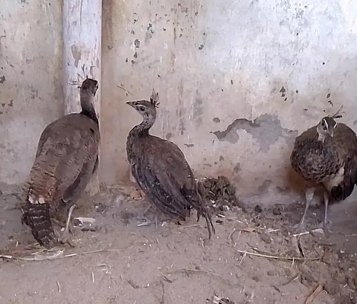 3 Peacock chicks indian blue Shoulder mor bachy — photo 4