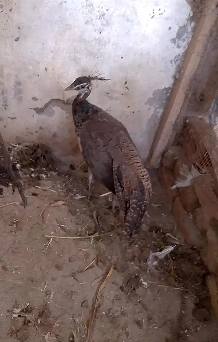 3 Peacock chicks indian blue Shoulder mor bachy — photo 5