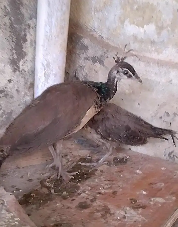 3 Peacock chicks indian blue Shoulder mor bachy — photo 6
